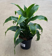 6" DRACEANA, CARMEN ART