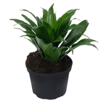 6" DRACAENA, JANET CRAIG