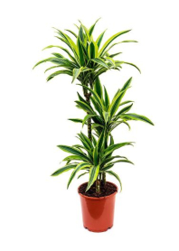 6" DRACAENA, LEMON LIME, 3PP