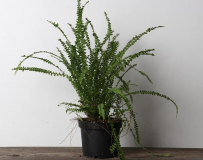 6" FERN, ASSORTED