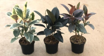 6" FICUS ELASTICA, ASSORTED