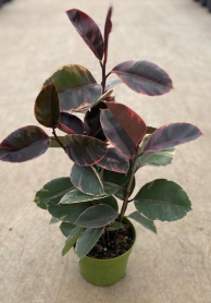 6" FICUS, RUBY, BUSH