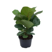 6" FICUS, LYRATA