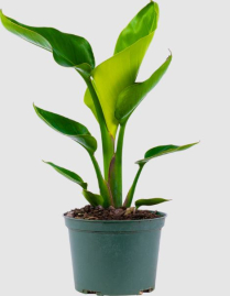6" STRELITZIA, BIRD OF PARADISE