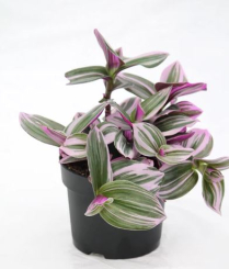 6" TRAD. WANDERING JEW, NANOUK