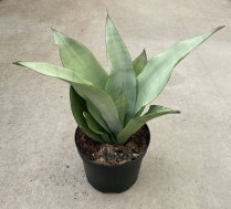 6" SANSEVIERIA, MOONSHINE