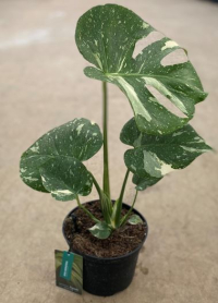 6" PHILO-MONSTERA, THAI CONSTELLATION
