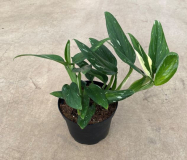6" PHILO-MONSTERA, COBRA