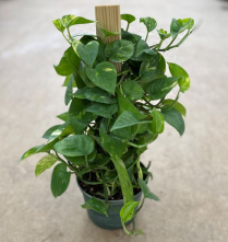 6" POTHOS, ON POLE