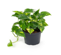 6" POTHOS, GOLDEN, LARGE