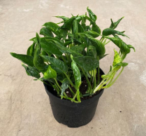 6" POTHOS, SHANGRI LA
