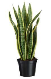 6" SANSEVIERIA, LAURENTII