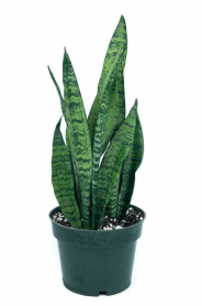 6" SANSEVIERIA, ZEYLANICA