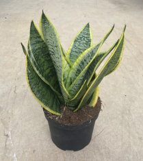 6" SANSEVIERIA, SUPERBA