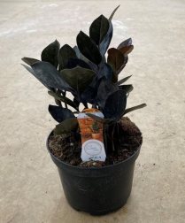 6" ZAMIOCULCAS, BLACK RAVEN