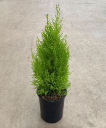 1 GAL CYPRESS LEMON