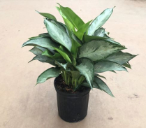 8" AGLAONEMA, SILVERADO