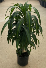 8" DRACEANA, HAWAIIAN SUNSHINE, CANE