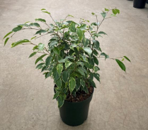 8" FICUS, BENJAMINA, ASSORTED