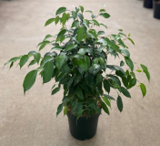 8" FICUS, BENJAMINA, ASSORTED