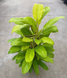 8" PHILODENDRON, LEMON LIME