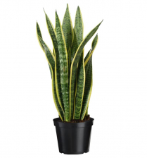 8" SANSEVIERIA, LAURENTII
