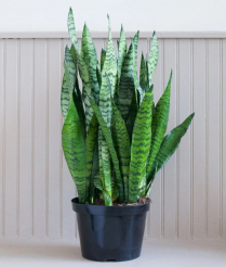 8" SANSEVIERIA, ZEYLANICA