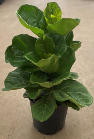 9" FICUS, LYRATA, COMPACTA