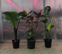 10" TROPICALS, ASSORTED
