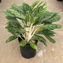 10" AGLAONEMA, GOLDEN MADONNA