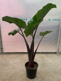 10" ALOCASIA, DARK STAR