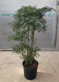 10" ARALIA MING