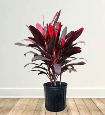 10" CORDYLINE, FLORICA 3PP