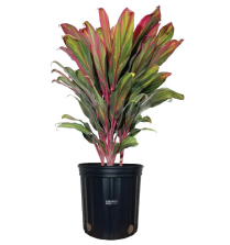 10" CORDYLINE, HARLEQUIN, 3PP