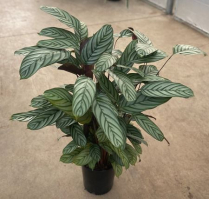10" CTENANTHE