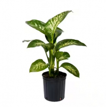 10" DIEFFENBACHIA TROPIC SNOW