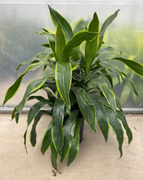 10" DRACAENA, CARMEN ART, 3PP