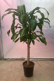 10" DRACAENA MASS CANE 1PP