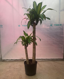 10" DRACAENA MASS. CANE 2PP