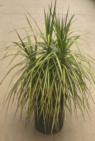 10" DRAC WARNECKII, KIWI BUSH  (NO EXPORT)