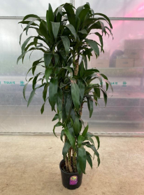 10" DRACAENA LISA CANE