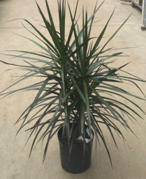 10" DRACAENA MARGINATA, RED BUSH (NO EXPORT)