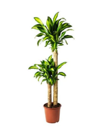 10" DRACAENA FRAGRANS CANE, 1PP