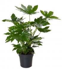 10" FATSIA JAPONICA