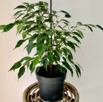 10" FICUS BENJAMINA, GREEN