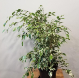10" FICUS BENJAMINA, GREEN