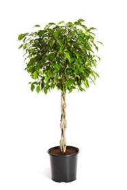 10" FICUS BENJAMINA, BRAID