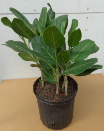 10" FICUS AUDREY, BUSH