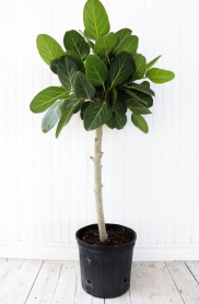 10" FICUS AUDREY, STANDARD