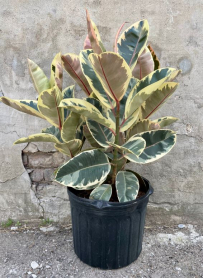 10" FICUS, TINEKE, BUSH, 3PP